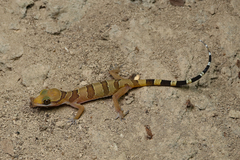 Cardamon Forest Gecko photo 2