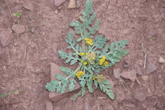 Cymopterus longipes