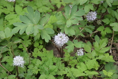 Hydrophyllum capitatum