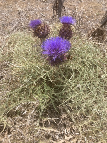 Avistamiento Alcaucil (alcachofa silvestre)