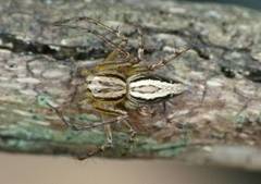 Oxyopes elegans