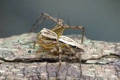 Oxyopes elegans