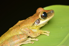 Osteocephalus yasuni