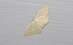 Scopula perlata