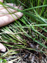 Carex subviridis