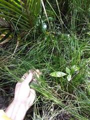 Carex subviridis
