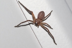 Delena tasmaniensis