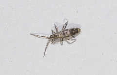 Entomobryoidea