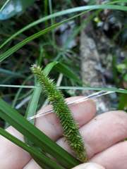 Carex forsteri