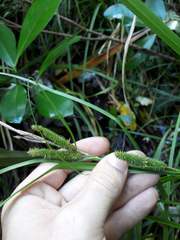 Carex forsteri