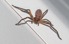 Delena tasmaniensis