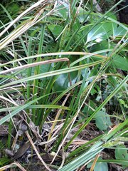 Carex forsteri