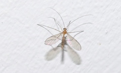 Macrocera