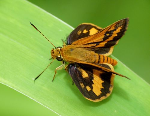 Wide-brand Grass-dart photo 4