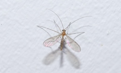Macrocera