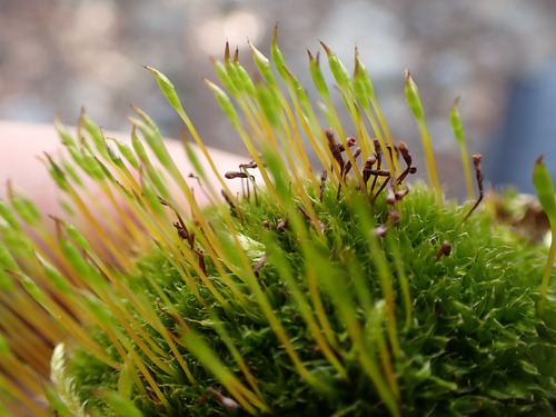 Image of Tetraplodon mnioides by no rights reserved