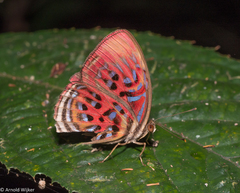 Paralaxita telesia