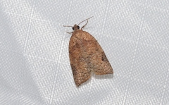 Meritastis