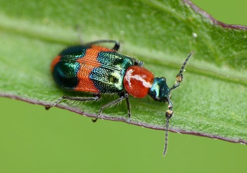 Red and Blue Beetle photo 2