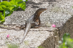 Cnemidophorus murinus