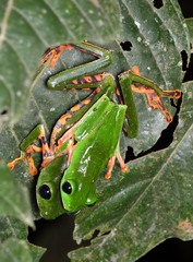 Callimedusa tomopterna