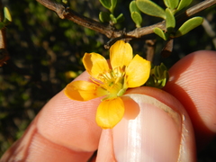 Roepera lichtensteiniana