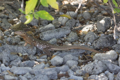 Cnemidophorus murinus