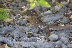 Cnemidophorus murinus