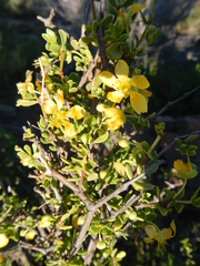 Roepera lichtensteiniana