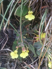Lindenbergia grandiflora