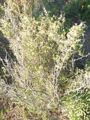 Roepera lichtensteiniana