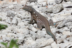 Cnemidophorus murinus