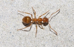 Notoncus spinisquamis