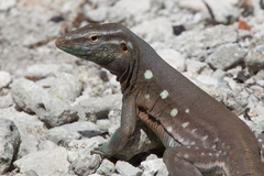 Cnemidophorus murinus