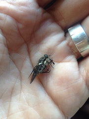 Scaptia adrel