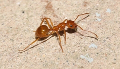 Notoncus spinisquamis