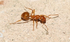 Notoncus spinisquamis