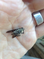 Scaptia adrel