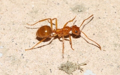 Notoncus spinisquamis