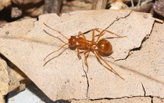 Notoncus spinisquamis