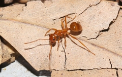 Notoncus spinisquamis