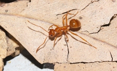 Notoncus spinisquamis