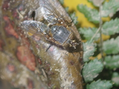 Calliphora hilli