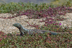 Cnemidophorus murinus