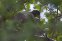 Patagioenas corensis