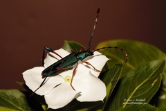 Litopus latipes dispar