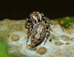 Paraphilaeus daemeli