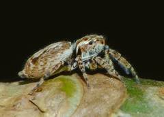 Paraphilaeus daemeli