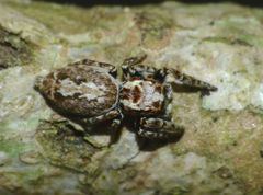 Paraphilaeus daemeli