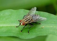 Sarcophaga aurifrons